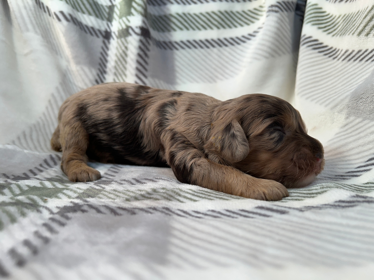Male Merle Cockapoo Pup for Sale DOB 10-24-2025 $950